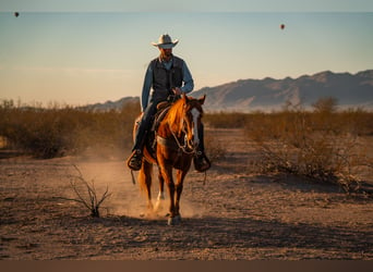 American Quarter Horse, Castrone, 8 Anni, 147 cm, Sauro ciliegia