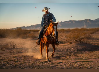 American Quarter Horse, Castrone, 8 Anni, 147 cm, Sauro ciliegia