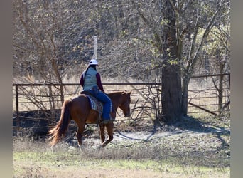 American Quarter Horse, Castrone, 8 Anni, 147 cm, Sauro scuro