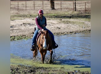 American Quarter Horse, Castrone, 8 Anni, 147 cm, Sauro scuro