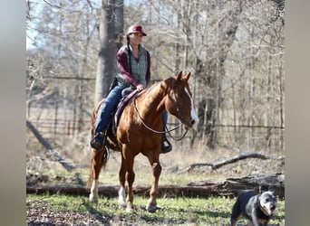 American Quarter Horse, Castrone, 8 Anni, 147 cm, Sauro scuro