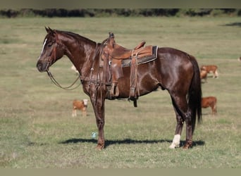 American Quarter Horse, Castrone, 8 Anni, 147 cm, Sauro scuro