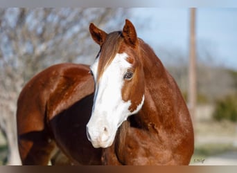 American Quarter Horse, Castrone, 8 Anni, 147 cm, Sauro scuro