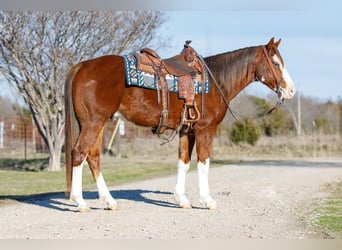 American Quarter Horse, Castrone, 8 Anni, 147 cm, Sauro scuro