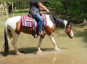 American Quarter Horse, Castrone, 8 Anni, 147 cm, Tobiano-tutti i colori