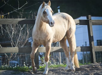 American Quarter Horse, Castrone, 8 Anni, 149 cm, Palomino