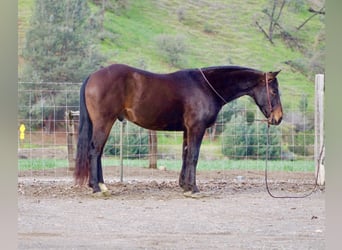 American Quarter Horse, Castrone, 8 Anni, 150 cm, Baio ciliegia