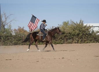 American Quarter Horse Mix, Castrone, 8 Anni, 150 cm, Baio ciliegia