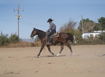 American Quarter Horse Mix, Castrone, 8 Anni, 150 cm, Baio ciliegia