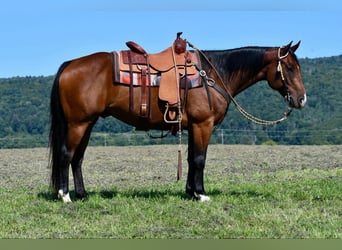 American Quarter Horse, Castrone, 8 Anni, 150 cm, Baio ciliegia