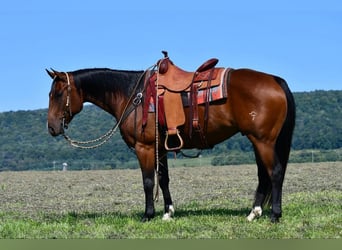 American Quarter Horse, Castrone, 8 Anni, 150 cm, Baio ciliegia