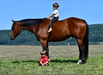 American Quarter Horse, Castrone, 8 Anni, 150 cm, Baio ciliegia