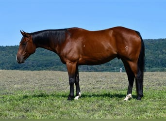 American Quarter Horse, Castrone, 8 Anni, 150 cm, Baio ciliegia