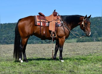 American Quarter Horse, Castrone, 8 Anni, 150 cm, Baio ciliegia