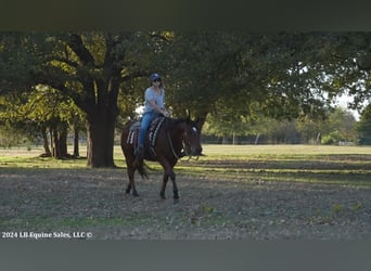 American Quarter Horse, Castrone, 8 Anni, 150 cm, Baio ciliegia