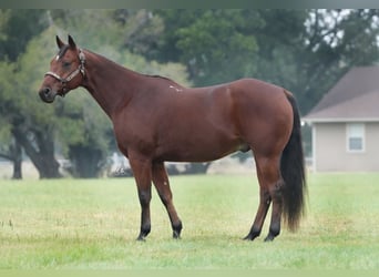 American Quarter Horse, Castrone, 8 Anni, 150 cm, Baio ciliegia