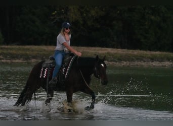 American Quarter Horse, Castrone, 8 Anni, 150 cm, Baio ciliegia