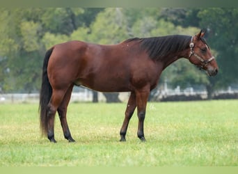 American Quarter Horse, Castrone, 8 Anni, 150 cm, Baio ciliegia