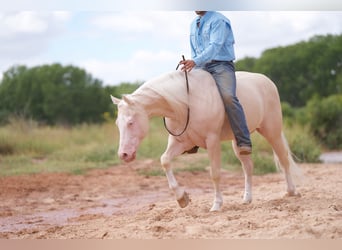 American Quarter Horse, Castrone, 8 Anni, 150 cm, Cremello