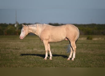 American Quarter Horse, Castrone, 8 Anni, 150 cm, Cremello