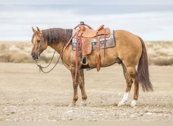 American Quarter Horse, Castrone, 8 Anni, 150 cm, Falbo