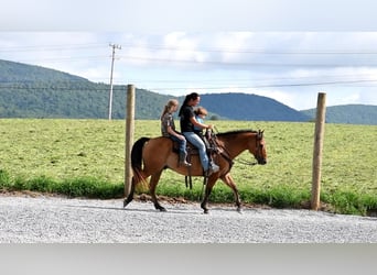 American Quarter Horse, Castrone, 8 Anni, 150 cm, Falbo