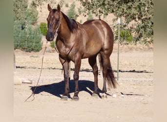 American Quarter Horse, Castrone, 8 Anni, 150 cm, Grullo