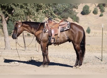 American Quarter Horse, Castrone, 8 Anni, 150 cm, Grullo