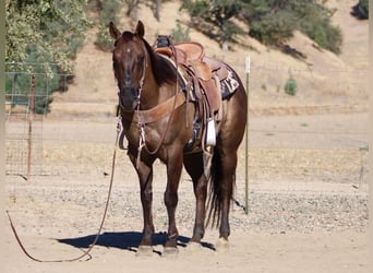 American Quarter Horse, Castrone, 8 Anni, 150 cm, Grullo