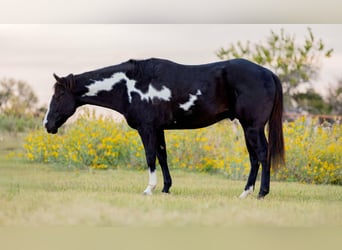 American Quarter Horse, Castrone, 8 Anni, 150 cm, Overo-tutti i colori