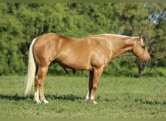 American Quarter Horse, Castrone, 8 Anni, 150 cm, Palomino