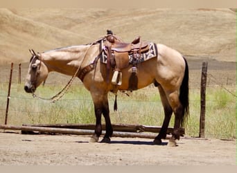 American Quarter Horse, Castrone, 8 Anni, 150 cm, Pelle di daino