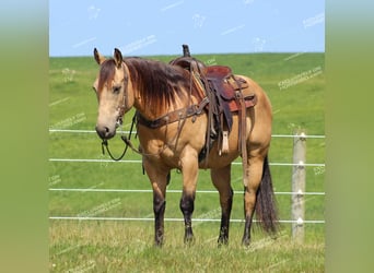 American Quarter Horse, Castrone, 8 Anni, 150 cm, Pelle di daino