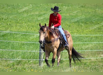 American Quarter Horse, Castrone, 8 Anni, 150 cm, Pelle di daino