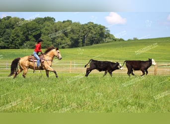 American Quarter Horse, Castrone, 8 Anni, 150 cm, Pelle di daino