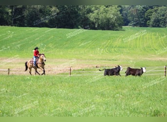 American Quarter Horse, Castrone, 8 Anni, 150 cm, Pelle di daino