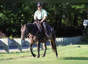 American Quarter Horse, Castrone, 8 Anni, 150 cm, Pelle di daino