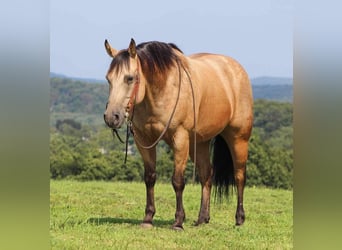 American Quarter Horse Mix, Castrone, 8 Anni, 150 cm, Pelle di daino