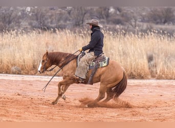 American Quarter Horse, Castrone, 8 Anni, 150 cm, Red dun