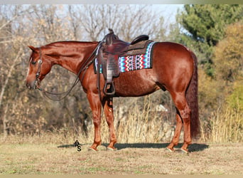 American Quarter Horse, Castrone, 8 Anni, 150 cm