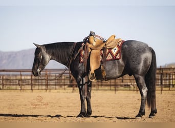 American Quarter Horse, Castrone, 8 Anni, 150 cm, Roano blu