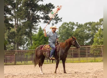American Quarter Horse, Castrone, 8 Anni, 150 cm, Sauro ciliegia