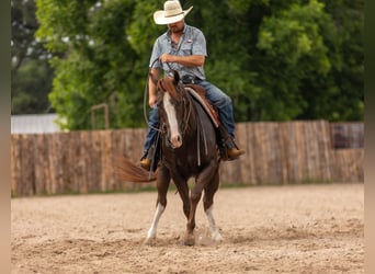 American Quarter Horse, Castrone, 8 Anni, 150 cm, Sauro ciliegia