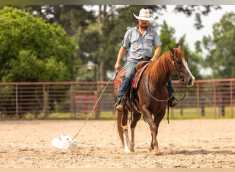 American Quarter Horse, Castrone, 8 Anni, 150 cm, Sauro ciliegia