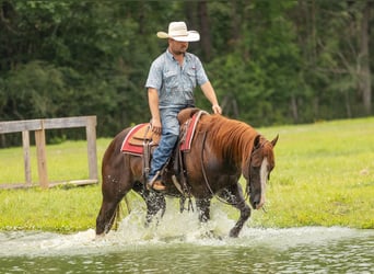 American Quarter Horse, Castrone, 8 Anni, 150 cm, Sauro ciliegia