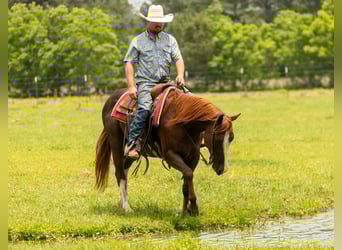 American Quarter Horse, Castrone, 8 Anni, 150 cm, Sauro ciliegia