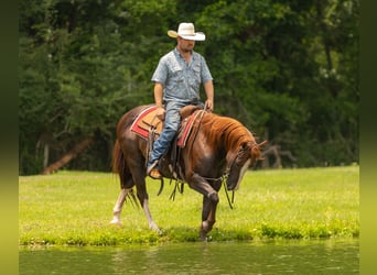 American Quarter Horse, Castrone, 8 Anni, 150 cm, Sauro ciliegia
