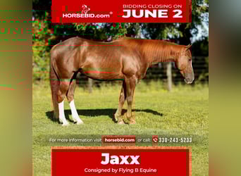 American Quarter Horse, Castrone, 8 Anni, 150 cm, Sauro ciliegia