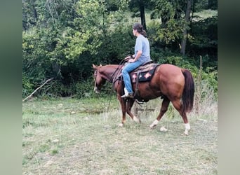 American Quarter Horse, Castrone, 8 Anni, 150 cm, Sauro ciliegia