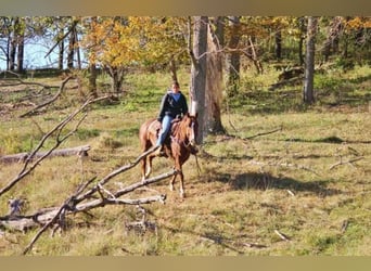 American Quarter Horse, Castrone, 8 Anni, 150 cm, Sauro ciliegia